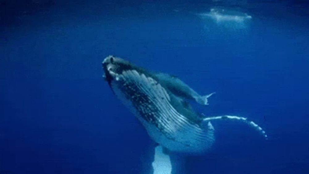 a humpback whale is swimming in the ocean with its mouth open