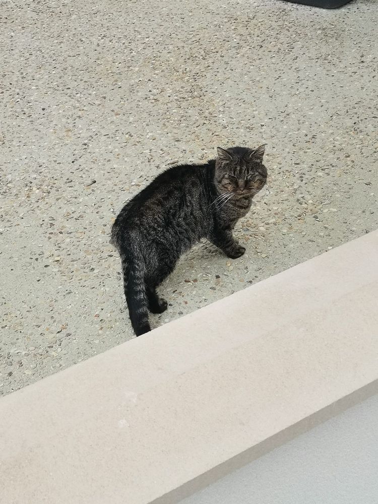 Photo d'un chat tigré qui a la tête tournée vers moi. Il a la queue basse et les yeux complètement fermé. Il est aussi très maigre.