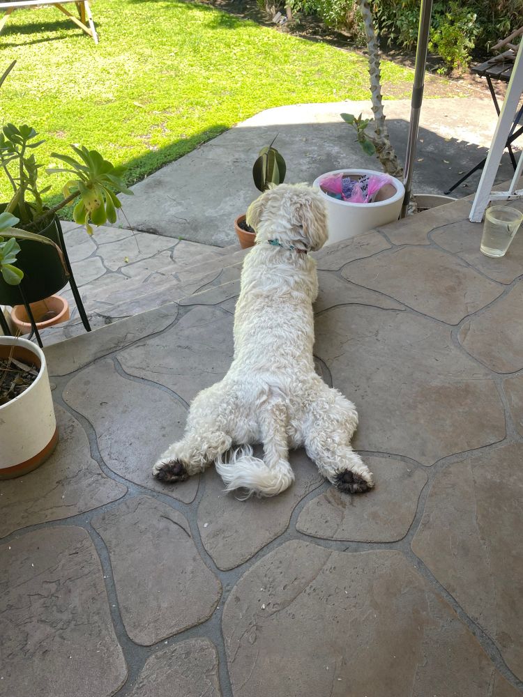My dog sitting funny 