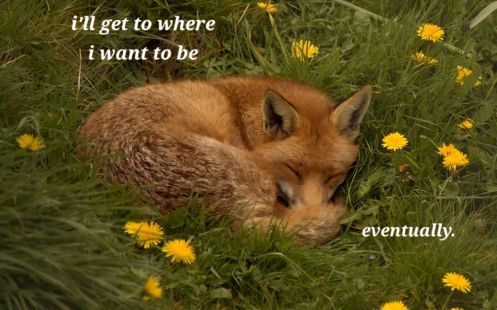 Photo of a red fox sleeping in a plain of grass with yellow flowers around it. A caption over head states "I'll get to where I want to be, eventually". 