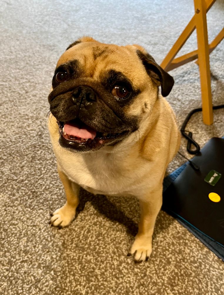 meatball the pug smiling at the camera