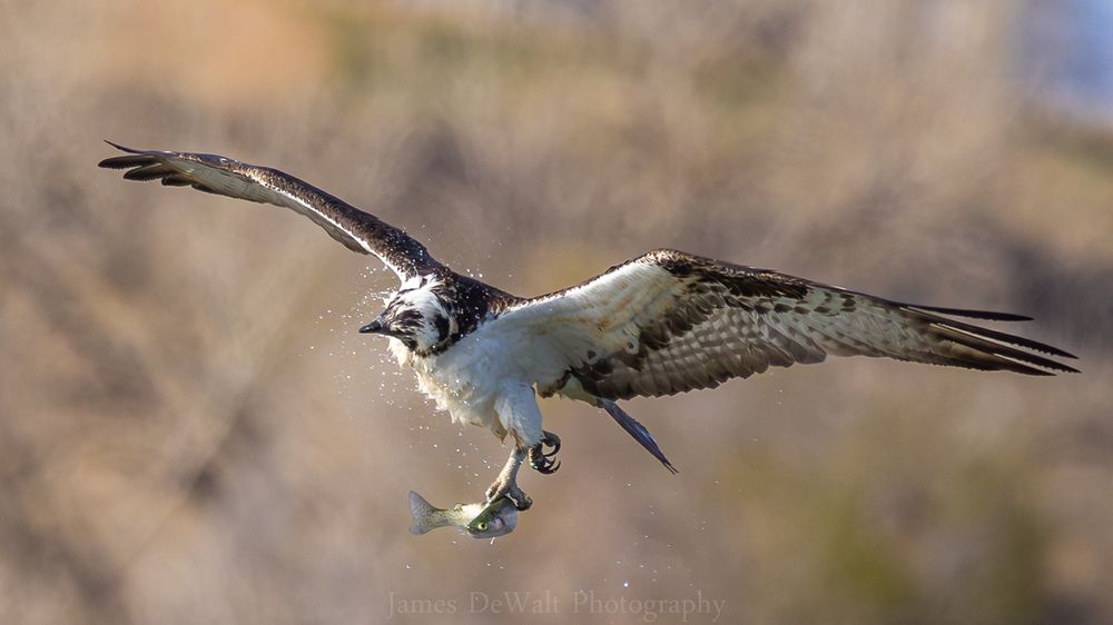Osprey shaking off the water after a successful dive with a trout