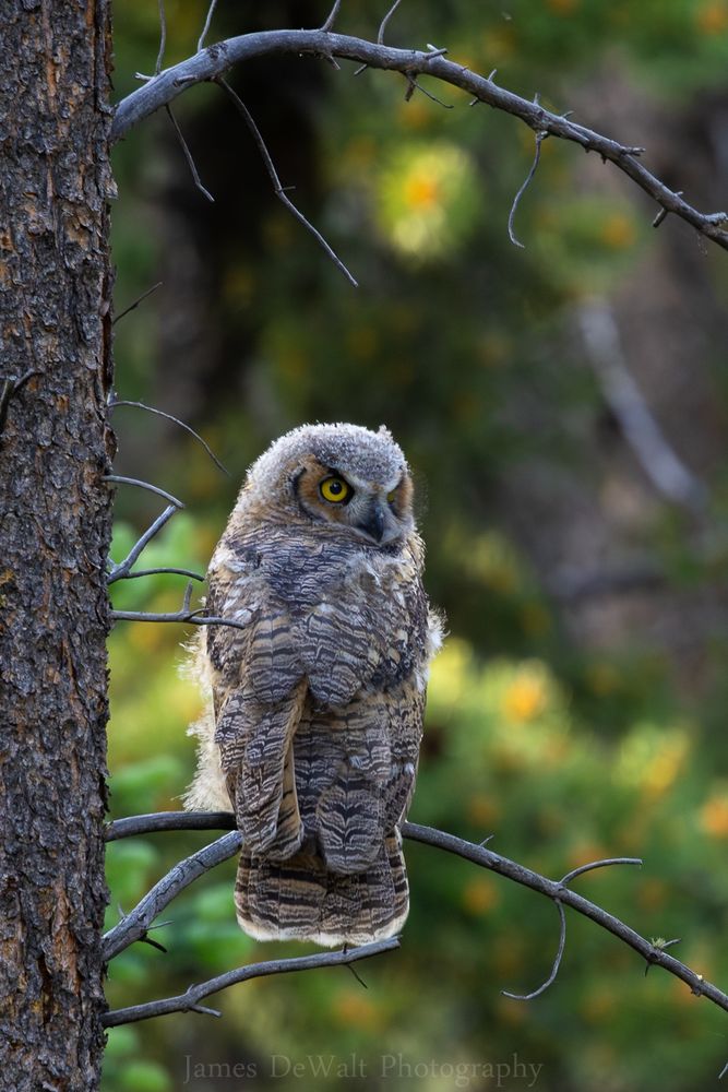 A great horned owlet learning its way about the forest