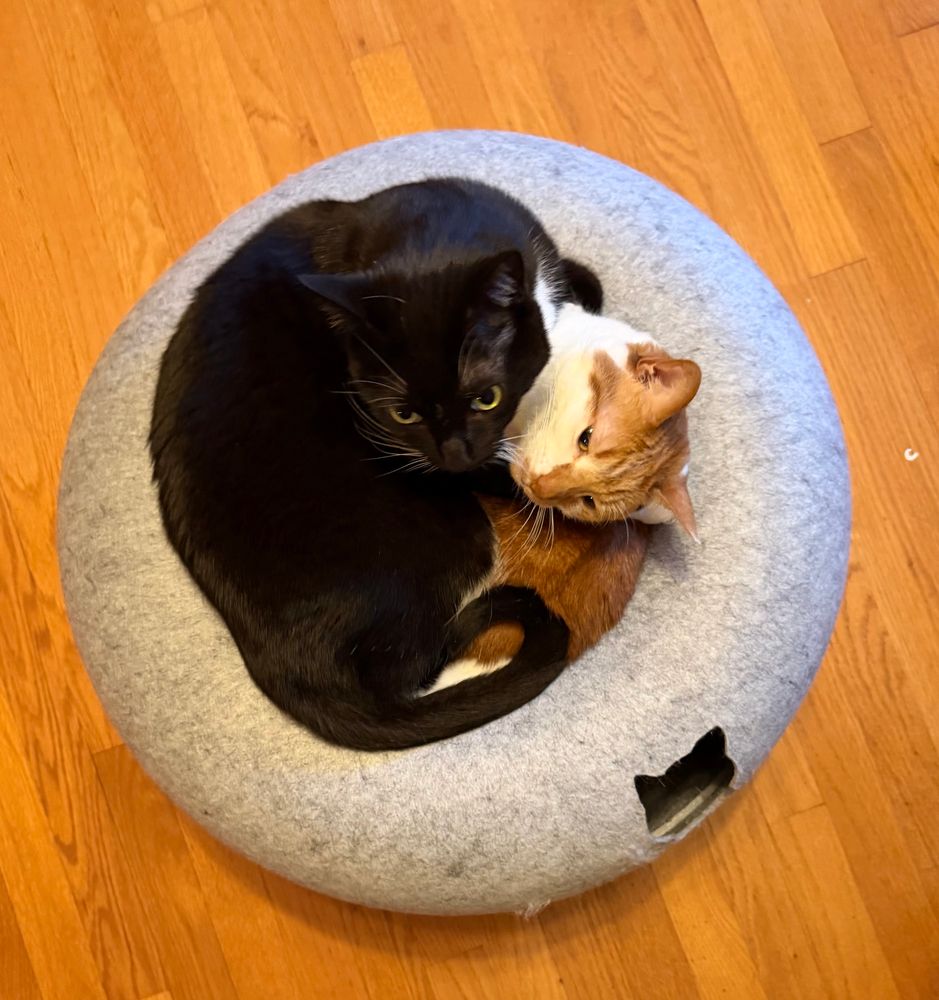 Two cats trying to occupy the same space in a donut-like toy made for one cat
