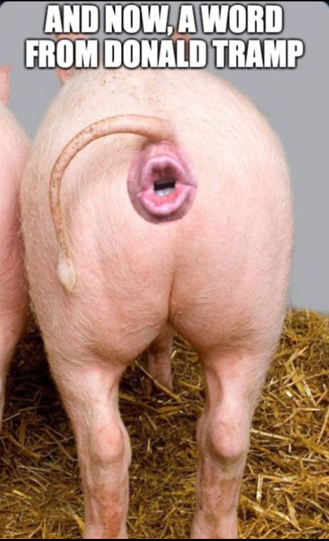 Picture of a pig’s butt with Trump shaped mouth stating: And now a word from Donald Trump