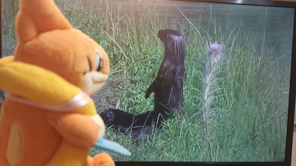 A Floatzel watching the TV, where a couple of otters can bee seen.