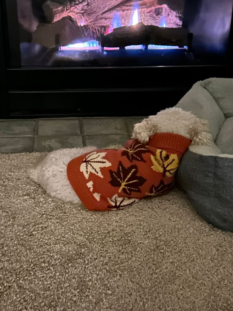 Fluffy little white dog wearing an orange sweater with autumn leaves on it. She is laying in front of the fire, resting her head on her dog bed.