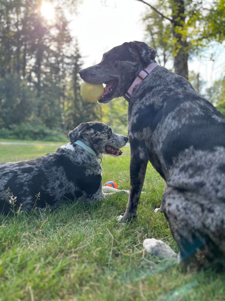 Two dogs sitting in the grass, on a nice summer day. panting after a good run. One dog has a ball in her mouth. The other seems to be smiling. 