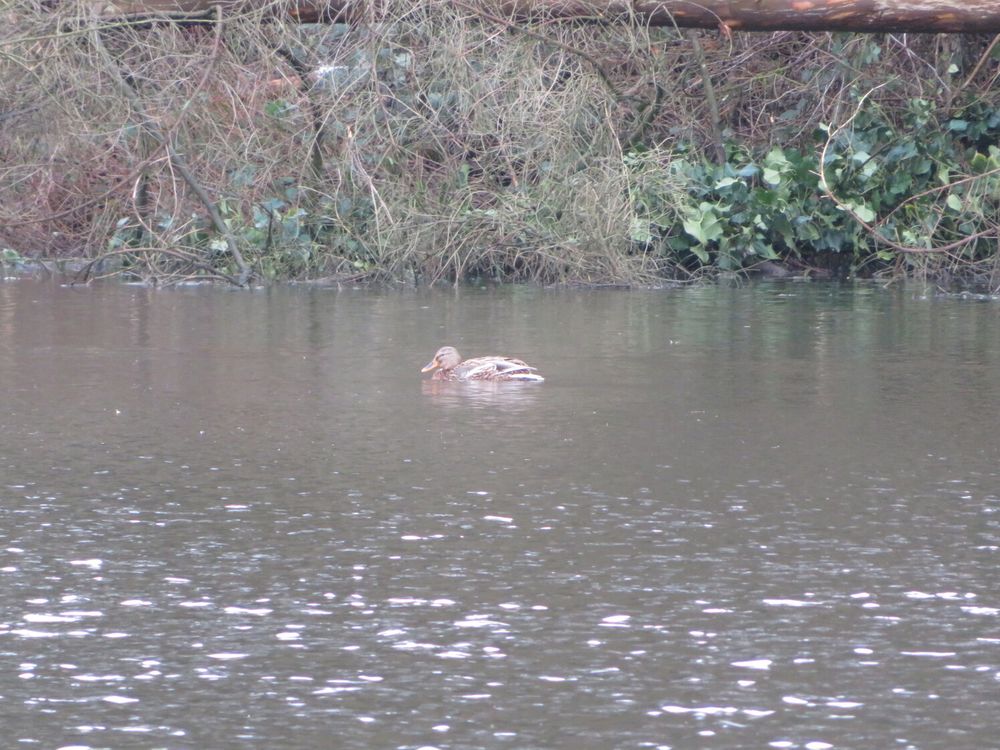 A picture of a duck
