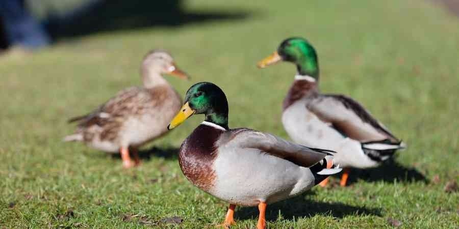 A picture of a duck