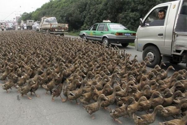 A picture of a duck
