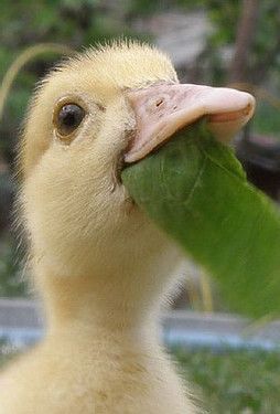 A picture of a duck