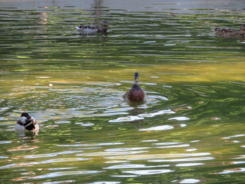 A picture of a duck