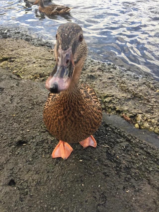 A picture of a duck