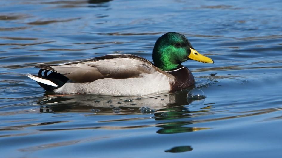 A picture of a duck
