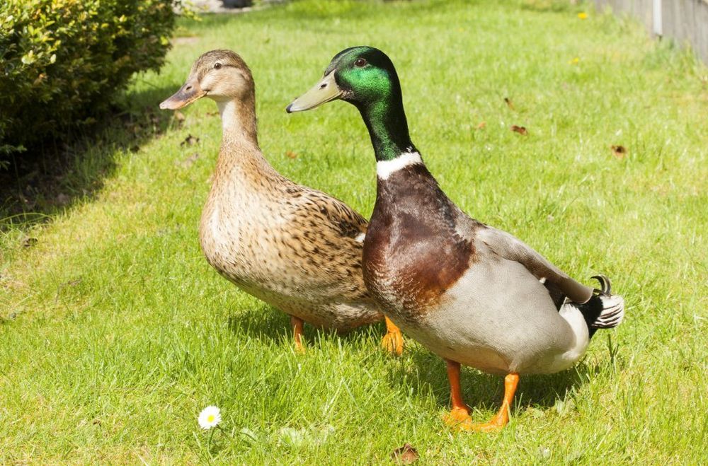 A picture of a duck