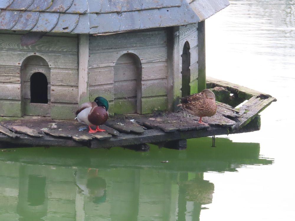 A picture of a duck