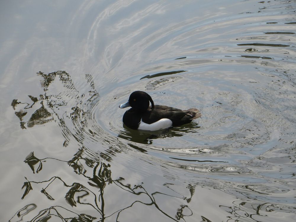 A picture of a duck