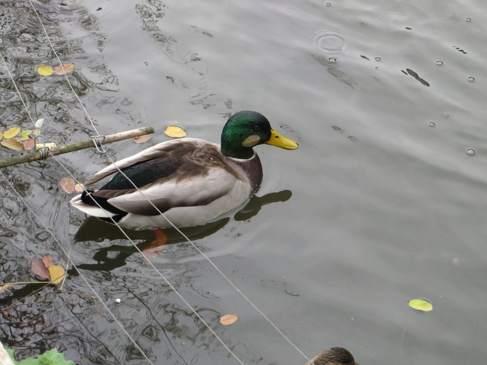 A picture of a duck