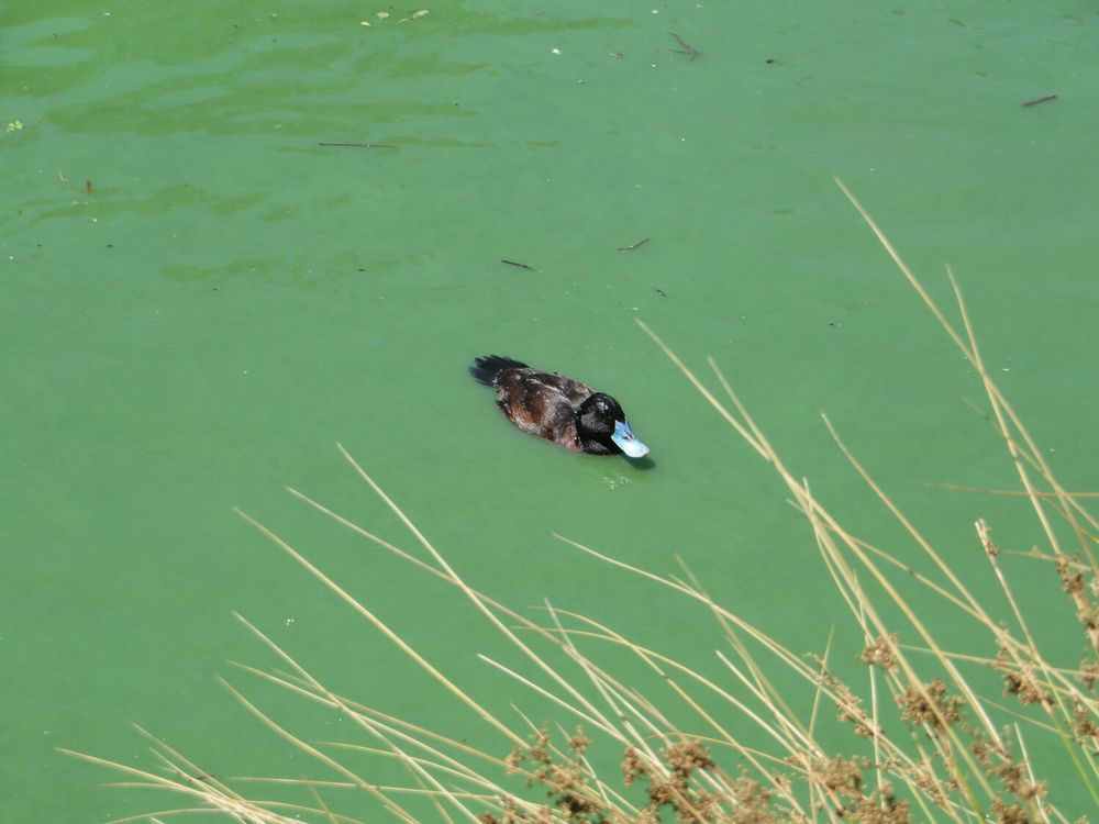 A picture of a duck