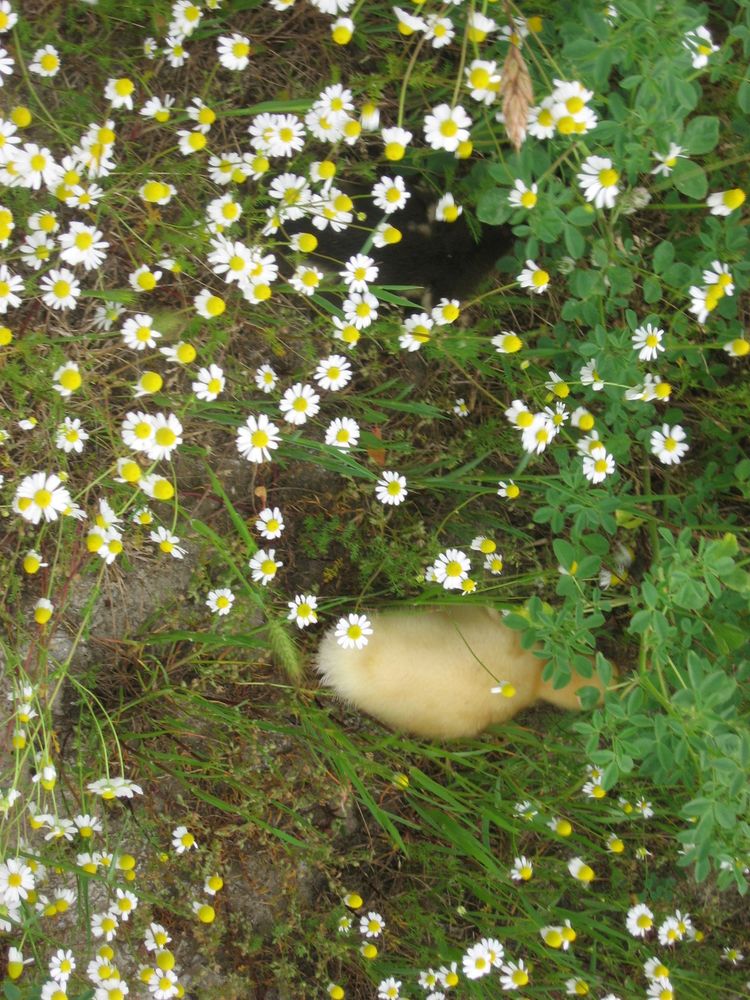 A picture of a duck