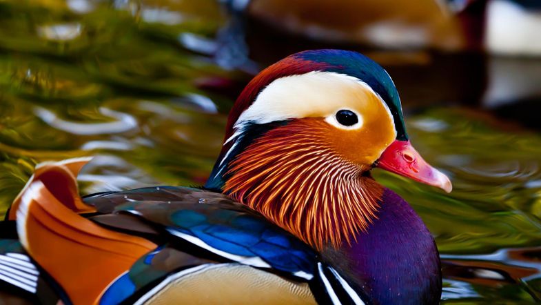 A picture of a duck