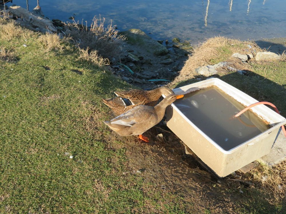 A picture of a duck