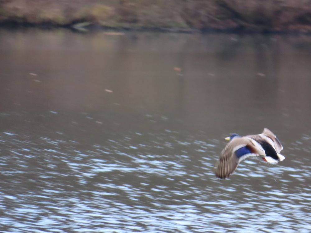 A picture of a duck