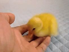 A picture of a duck