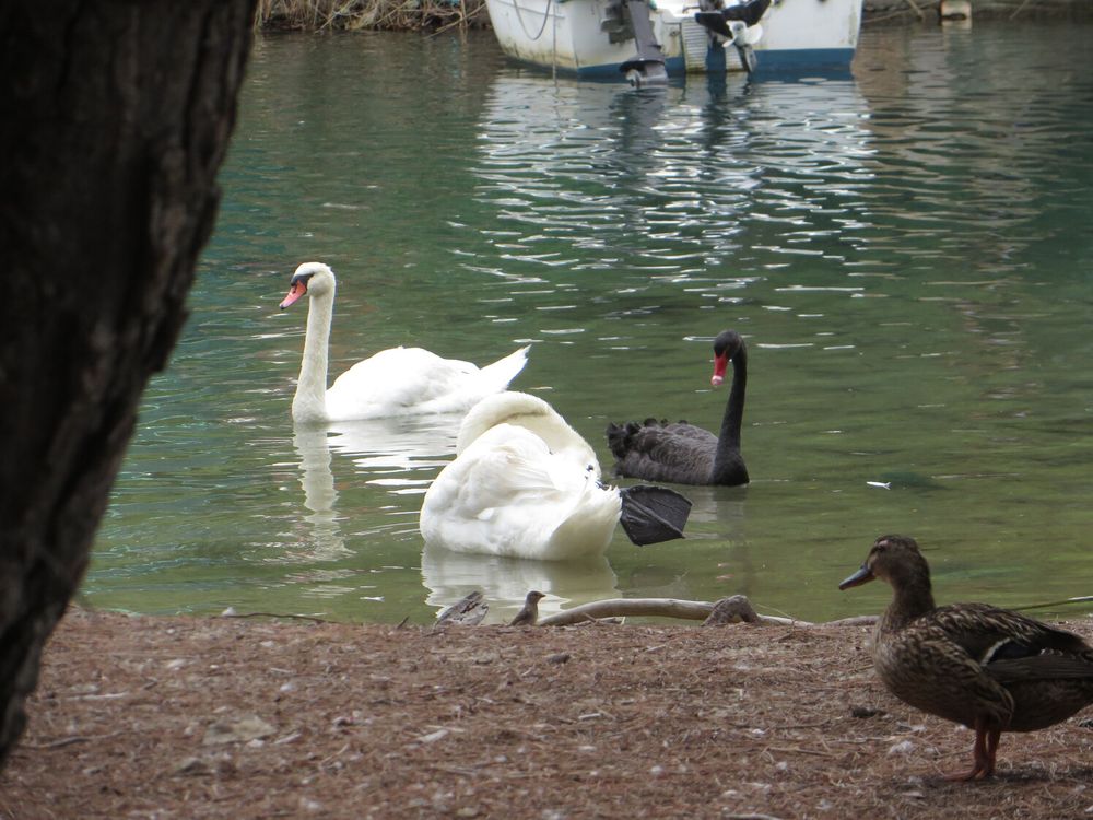 A picture of a duck