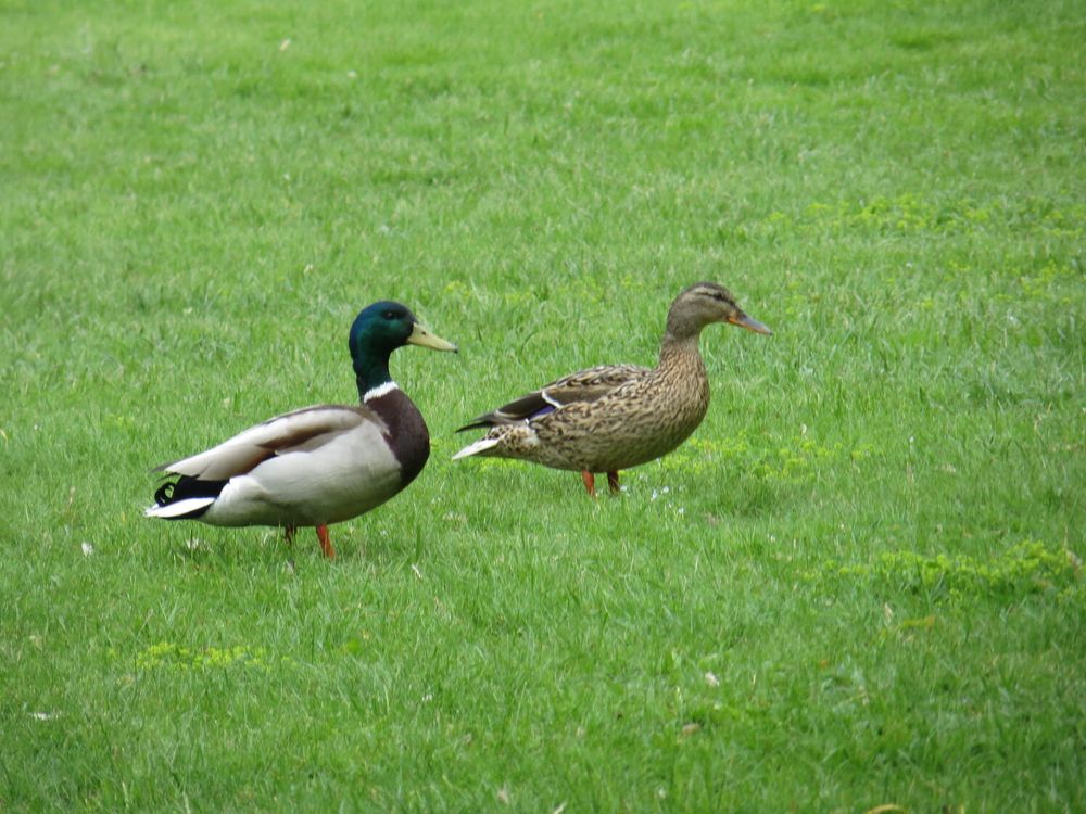 A picture of a duck