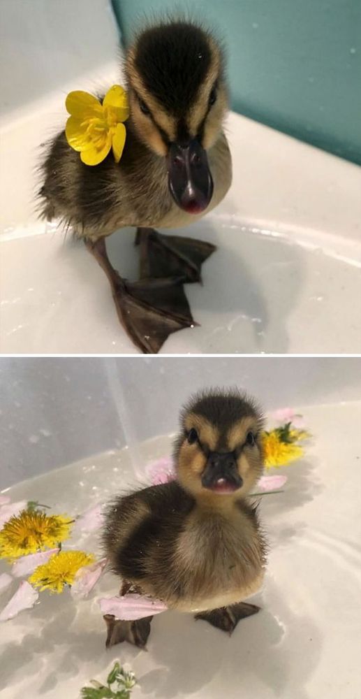 A picture of a duck