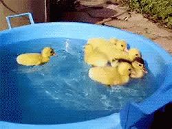 A picture of a duck