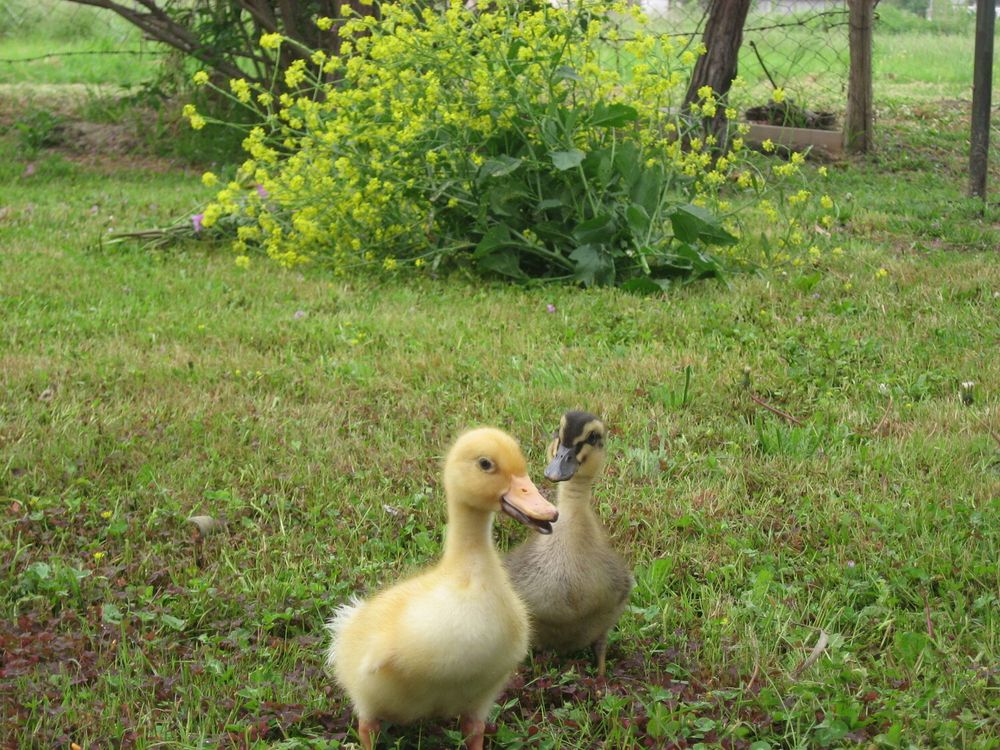 A picture of a duck