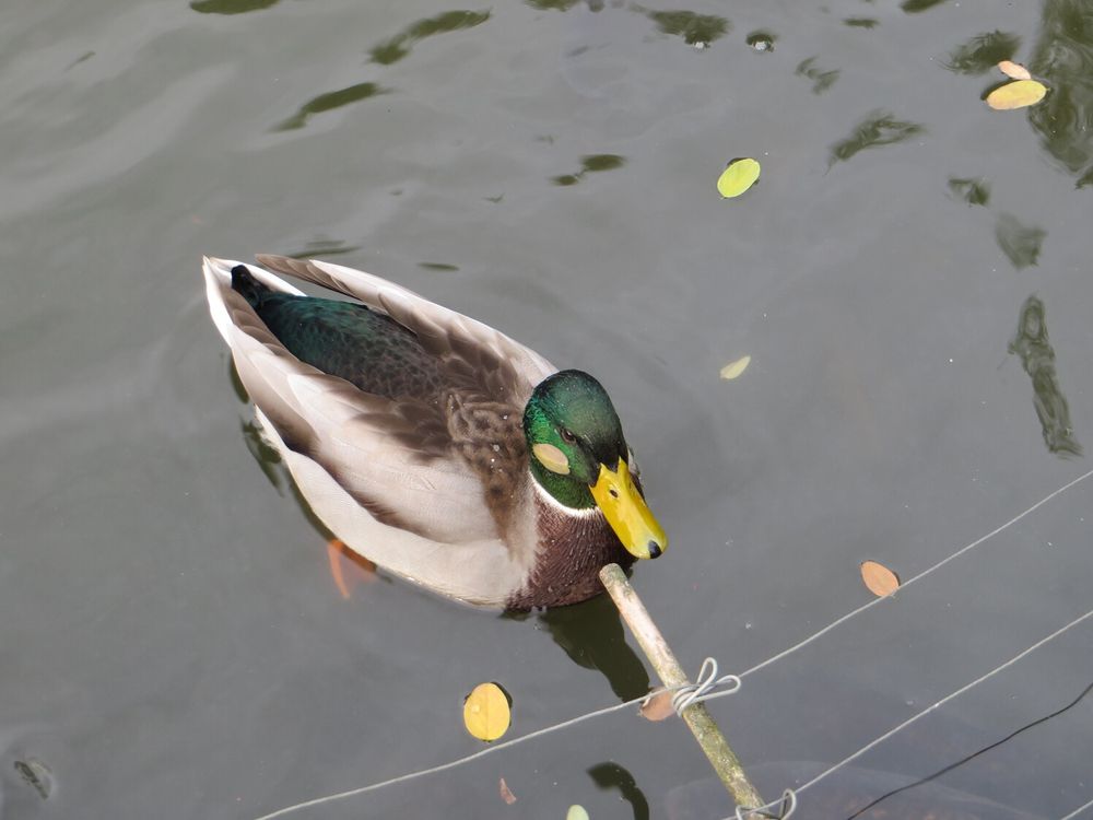 A picture of a duck