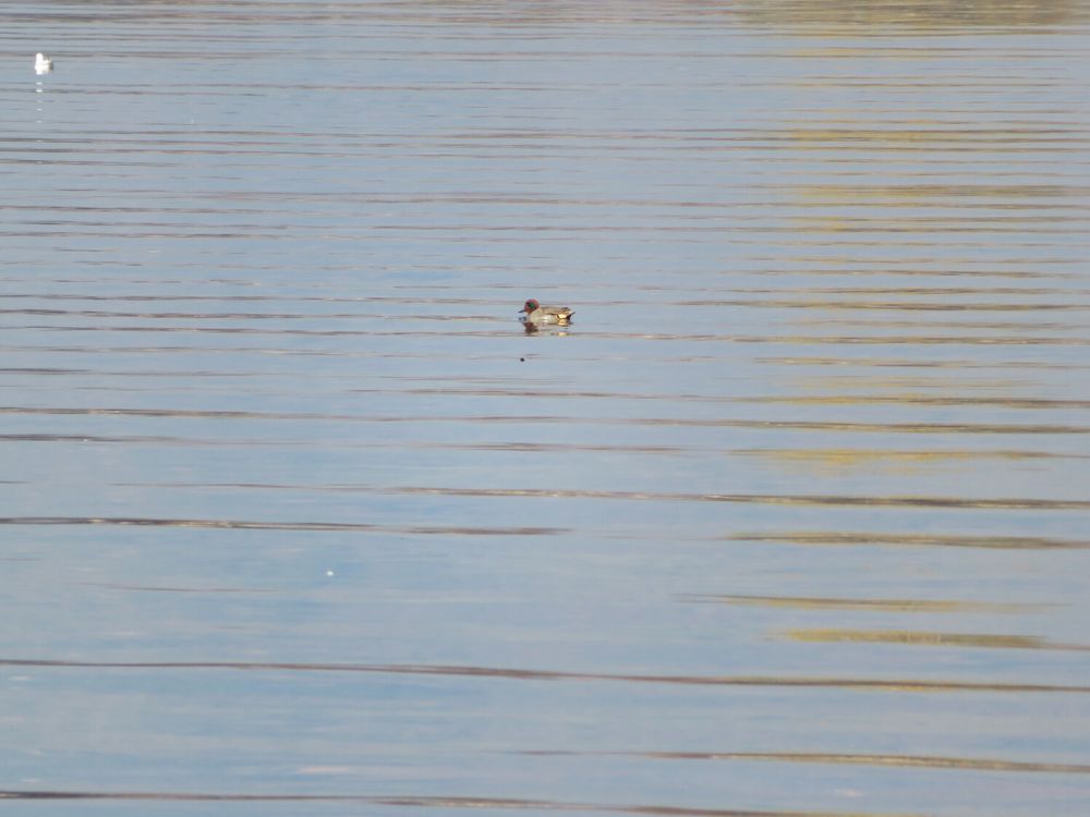 A picture of a duck