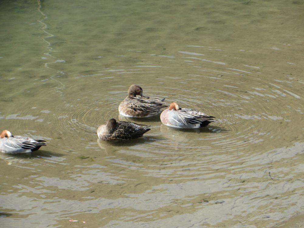 A picture of a duck