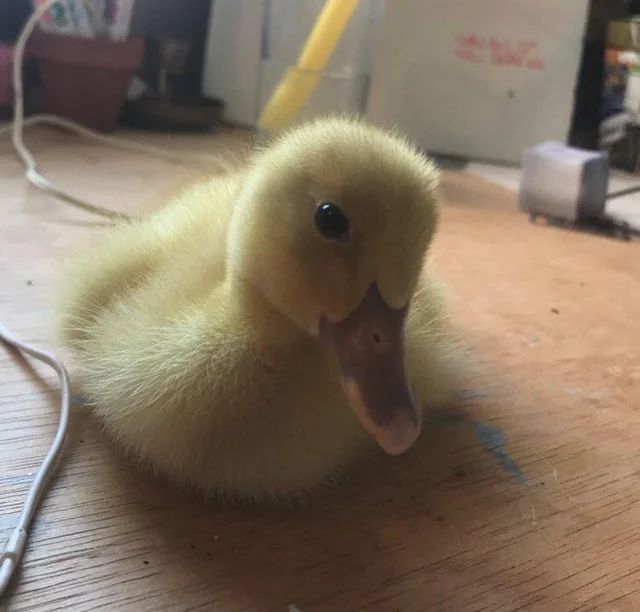 A picture of a duck