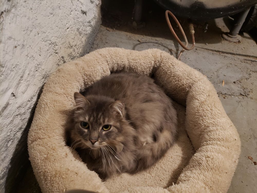 Fluffy gray cat curled in a cat bed