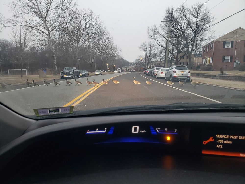 A row of Canadian geese crossing the road