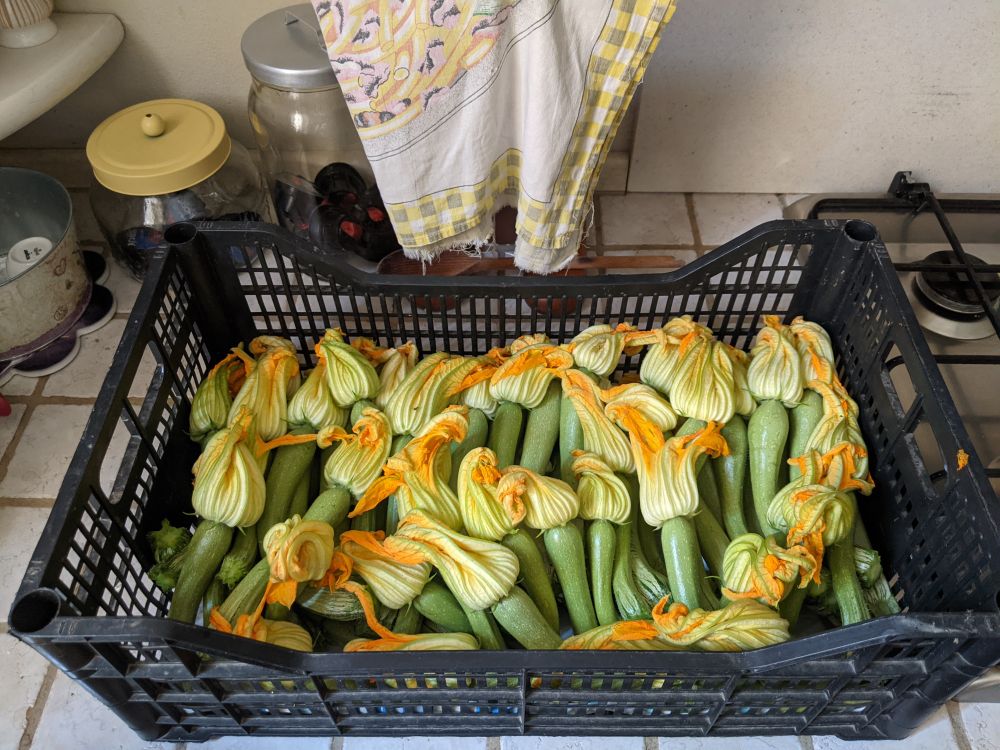 Fiori di zucchina :3