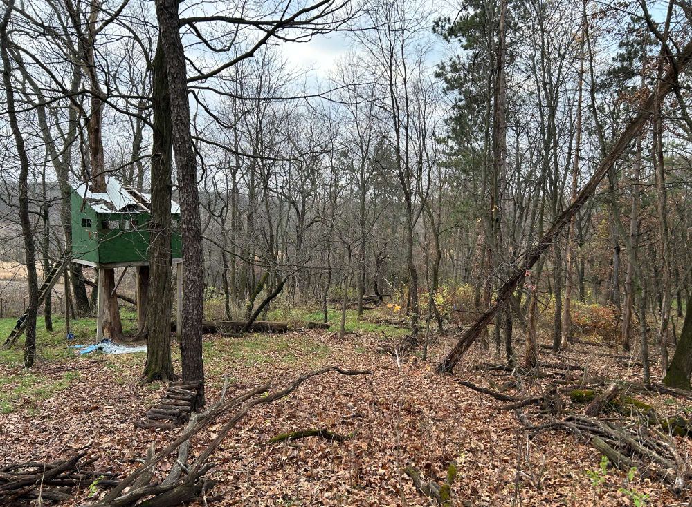woods with lots of brush understory