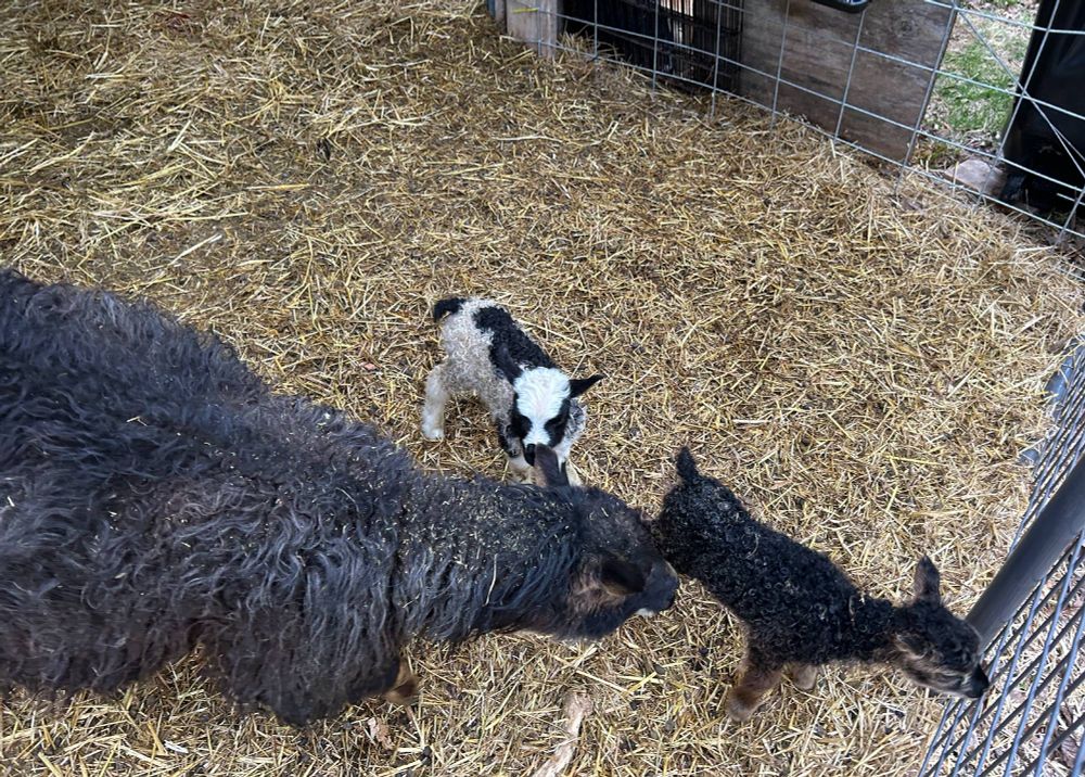 A ewe tending to two small lambs