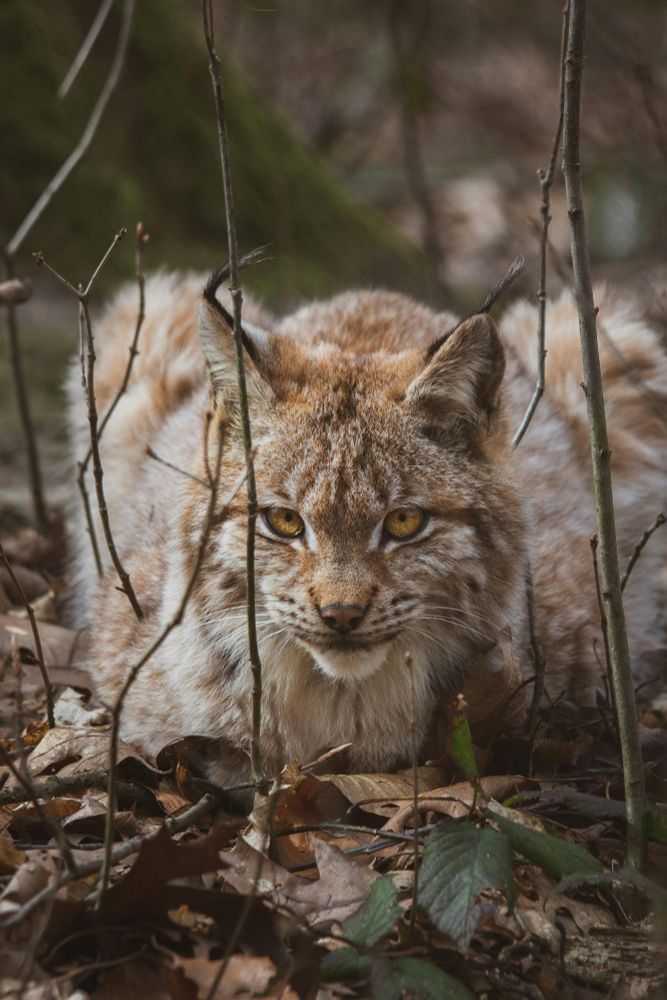 Lynx lying on leaves and branches