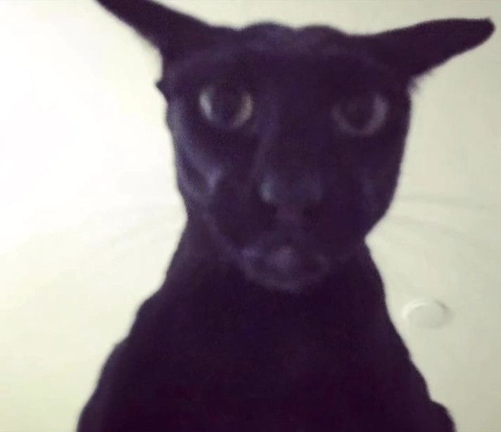 weird looking black cat’s face, to show despair