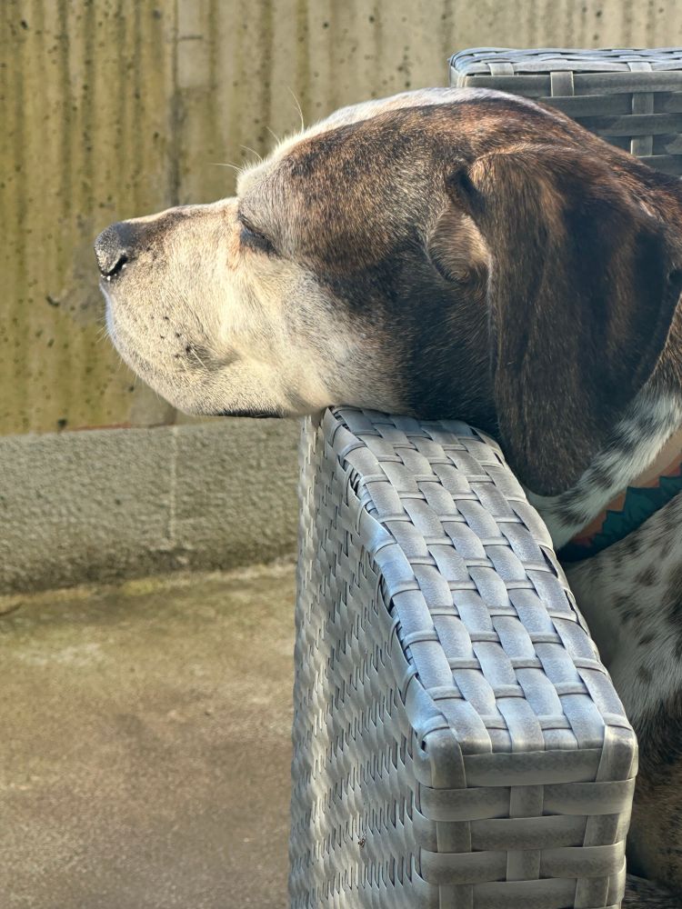 Nutmeg again. She’s laying her sweet head on a piece of patio furniture 