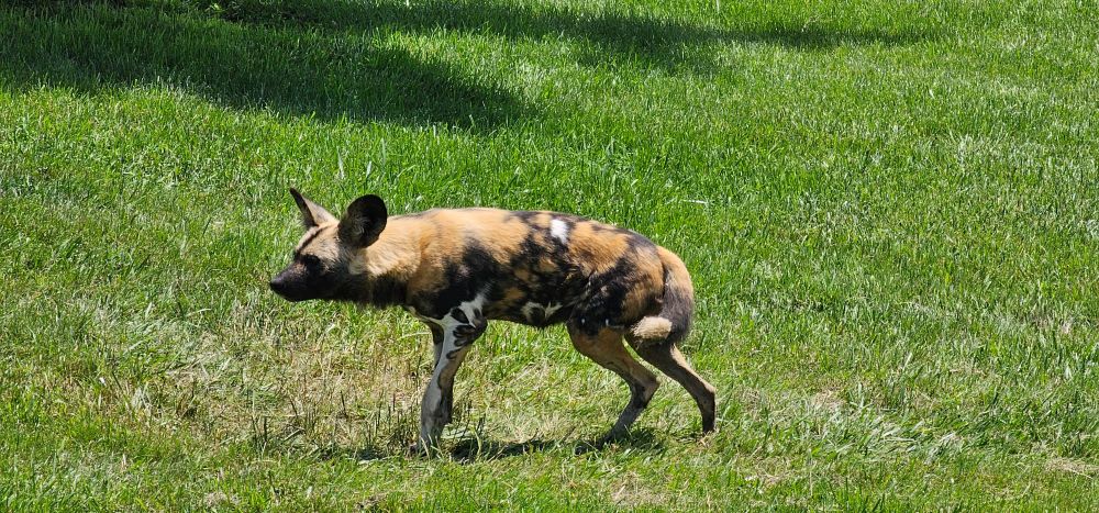 Photo of African Painted dog, a wild dog with splotches of black, brown and white fur. 