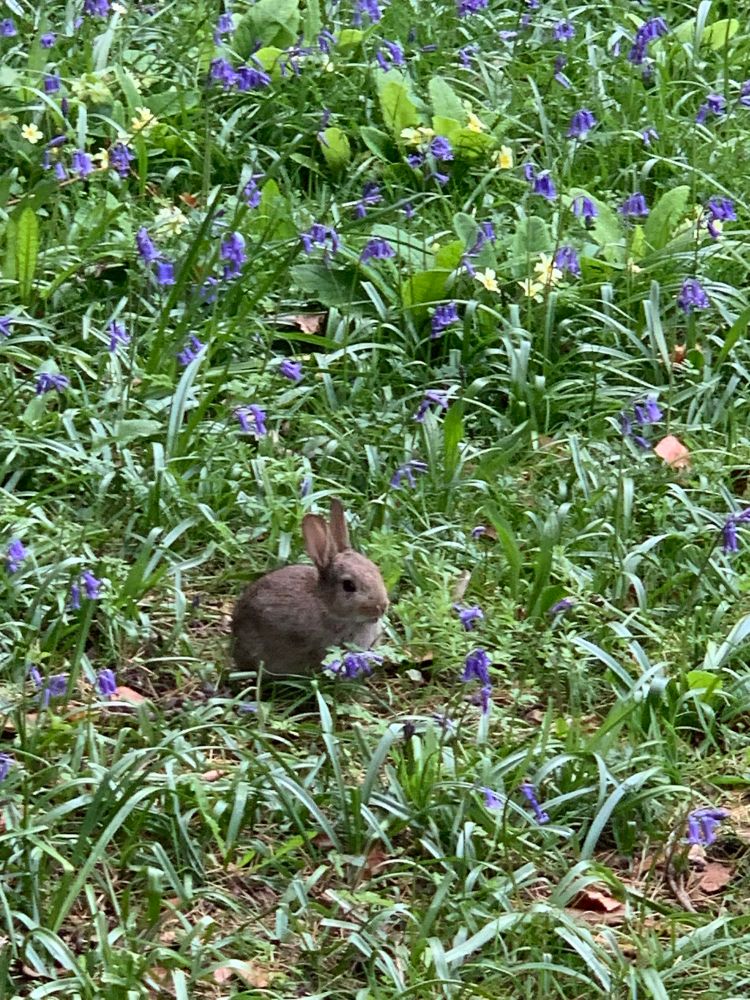 Bunny in bluebell field 