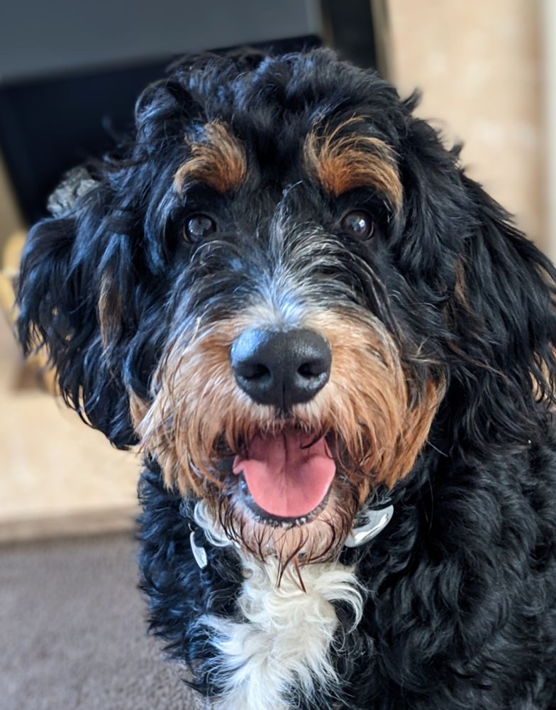 A happy Bernedoodle (Bernese mountain dog and poodle cross) face.