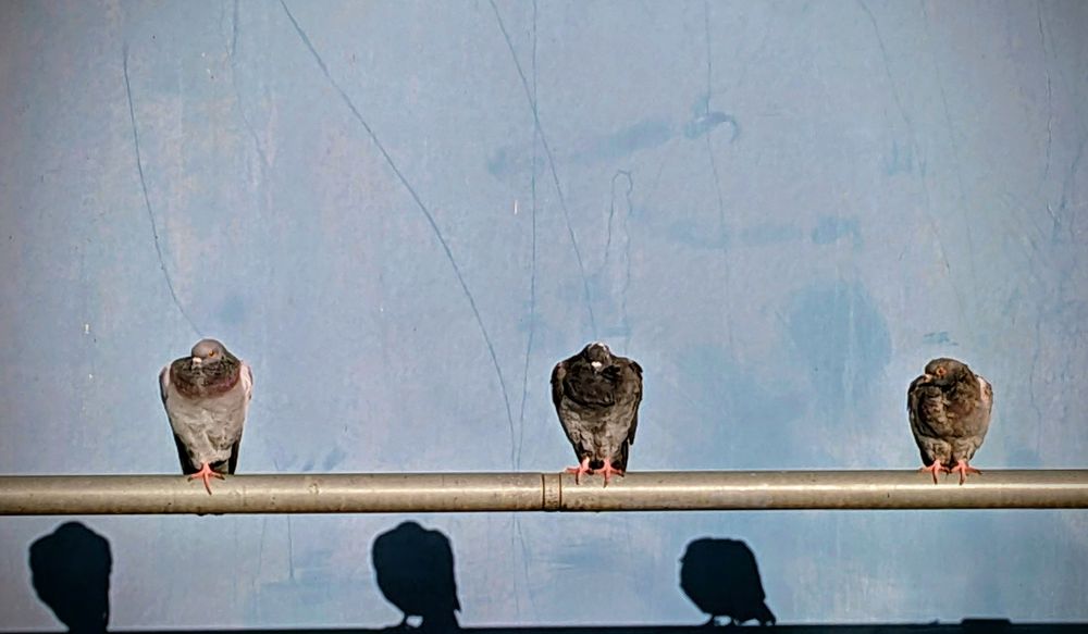 Three pigeons sat on a horizontal steel pole. They are facing the sun, with a blue-grey building behind them, so their reflections show below the pole.